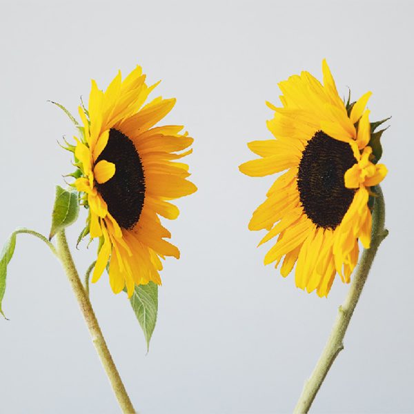 Corso ECM | Lavorare positivamente con le emozioni complesse | Edizione II.2023