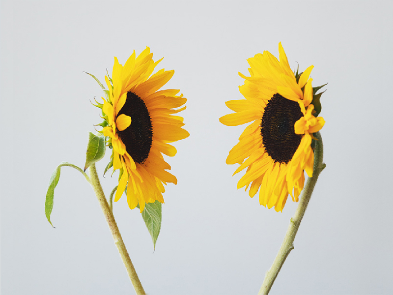 Corso ECM | Lavorare positivamente con le emozioni complesse | Edizione II.2023